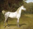 an arab stallion